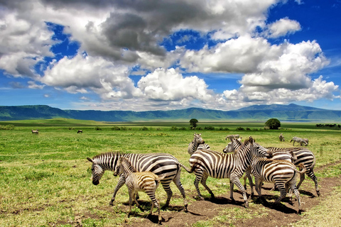 Wildlife Wonders: A 3-Day Safari to and from Arusha.