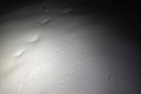 Abisko: Private Aurora Night & Swedish Glögg-Snowshoe Exp.