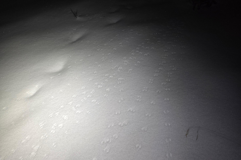 Abisko: Private Aurora Night & Swedish Glögg-Snowshoe Exp.