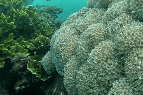 Sanur : Snorkelen bij de kust van SanurSanur : Snorkelen