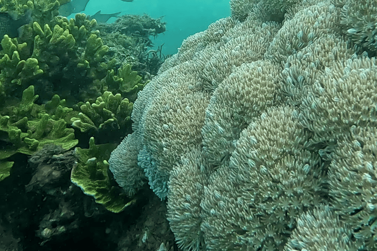 Sanur : Snorkeling at Sanur Coastal Area Sanur : Snorkeling