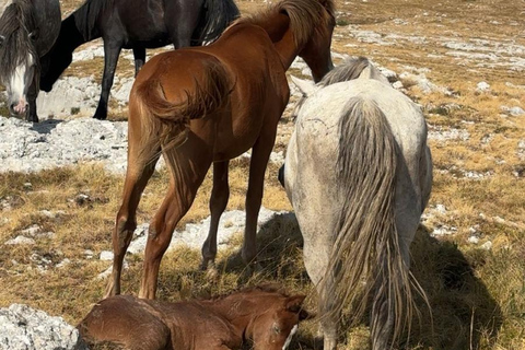 Livno: Guided Wild Horses Tour with Local Aperitif