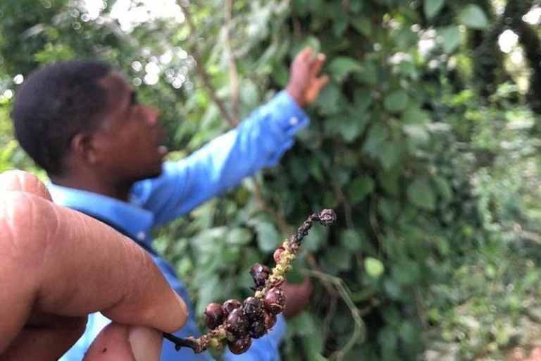 From Dar es Salaam: Zanzibar Day Trip with Ferry & Lunch