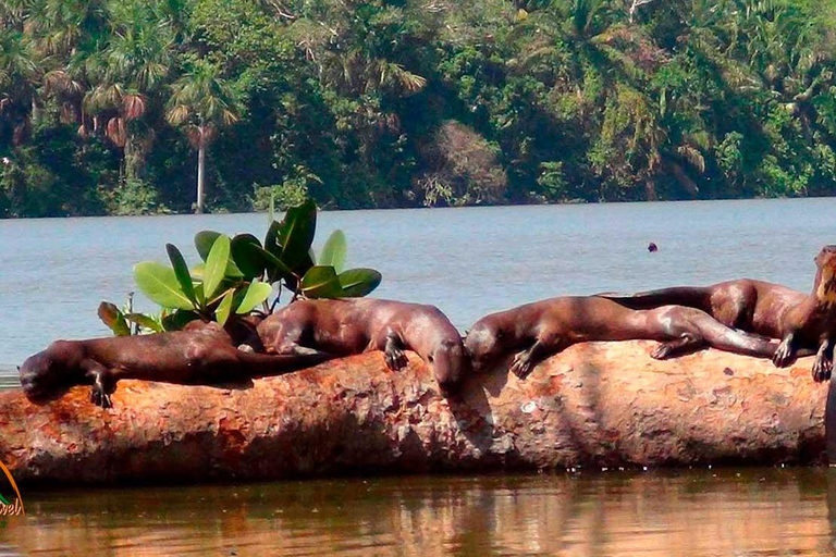 Découvrez le festival de la plume à l&#039;argilière de Chuncho