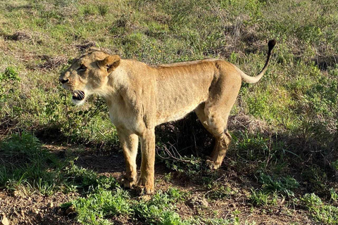 Nairobi: Nairobi National Park Safari with Guide