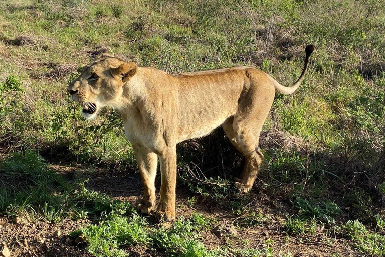 Nairobi: Nairobi National Park Safari with Guide