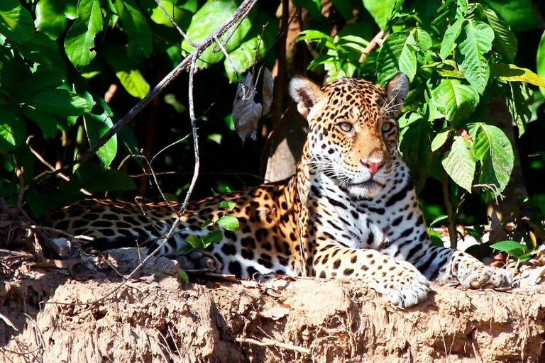 Manu: 8-Day Amazon Wildlife & Jungle Expedition