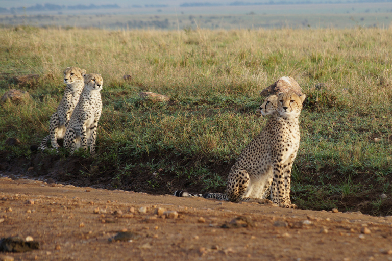 Nairobi National Park-David Sheldrick-Giraffe-Karen Blixen