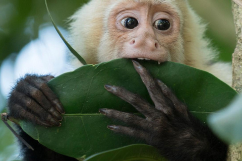 Manuel Antonio: DE 5 BESTE Dingen om te Doen Alle Rondleidingen-Costa Rica