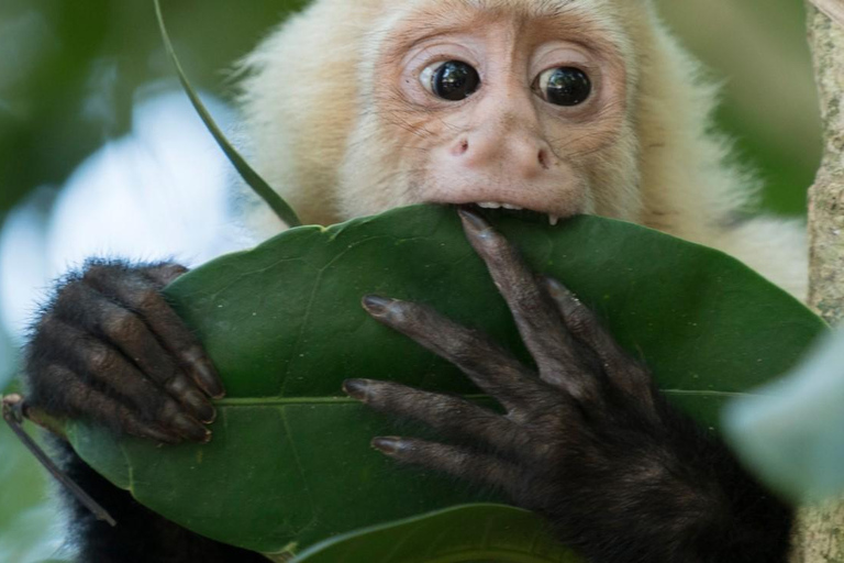 Manuel Antonio: DE 5 BESTE Dingen om te Doen Alle Rondleidingen-Costa Rica