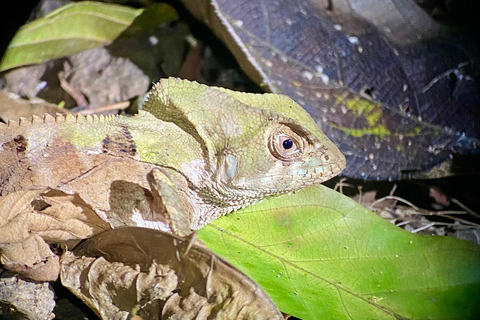 Manuel Antonio: Night tour with a naturalist guide. Night tour with a naturalist guide (transportation included)