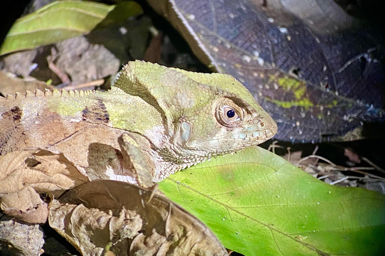 Manuel Antonio: Avondtour met een natuurgids.Avondtour met een natuurgids (vervoer inbegrepen)