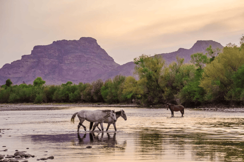 Mesa: Kayak/Paddleboard Experience on the Scenic Salt River Mesa: Double Clear Kayaks
