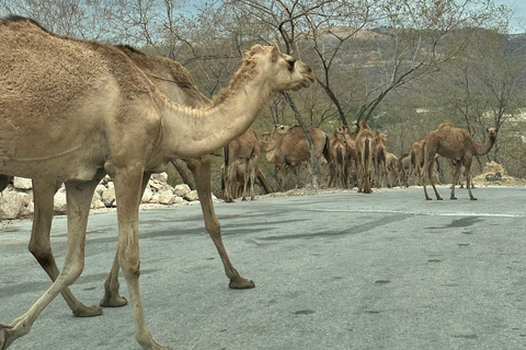 Salalah: Wadi Derbat, Jabal Samhan y Sink Hole Tour Privado