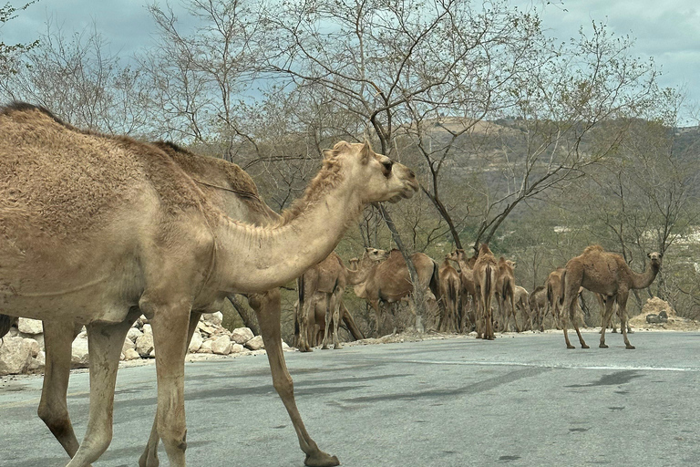 Salalah: Wadi Derbat, Jabal Samhan, & Sink Hole privétour