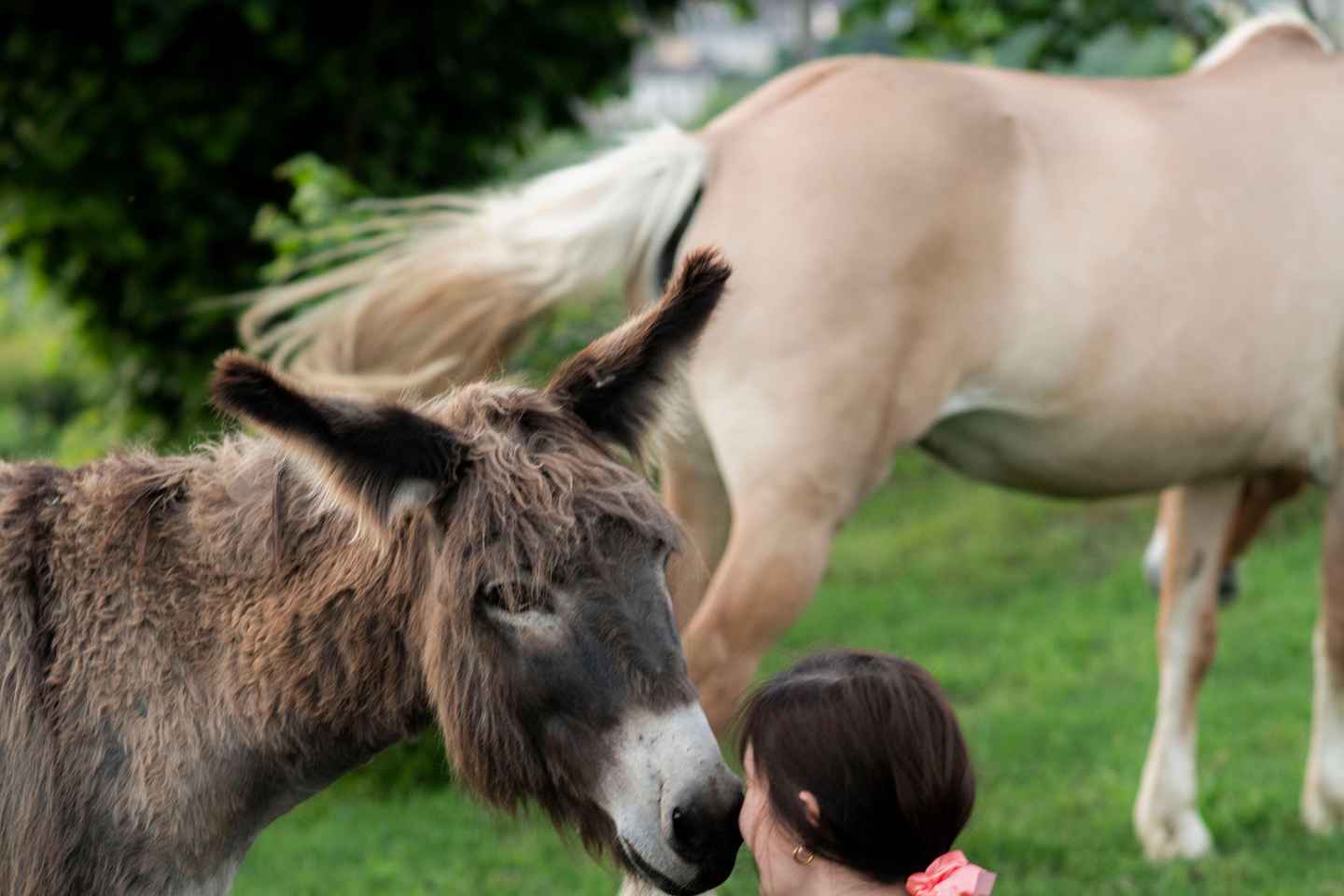 Experiential activity with horses: an experience in connection