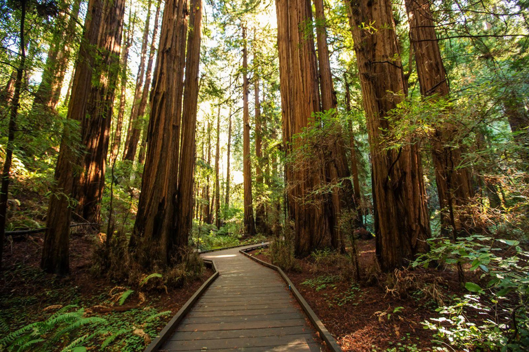 San Francisco: Muir Woods & Sausalito Private Tour