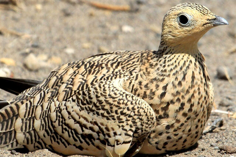 Nairobi: 7-Day Lake Turkana Safari with Tented Camps7-day Unforgettable Expedition to Turkana National Park.