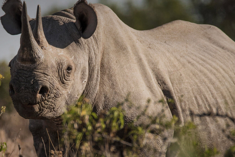 3 jours, 2 nuits safari privé dans la réserve d'Olpejeta3 jours et 2 nuits de safari à Olpejeta