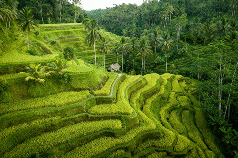 North Bali: Highlight Private Tour with Female Guide Private Tour Without Tickets