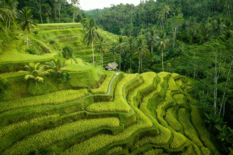 North Bali: Highlight Private Tour with Female Guide Private Tour Without Tickets