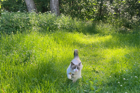 Göteborg: Das lokale Erlebnis – Hausbesuch, Essen &amp; WaldGöteborg: Erlebe Schweden mit einem Einheimischen