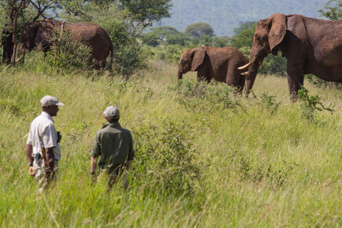 8 Days Comfort Safari+Walking Trip.