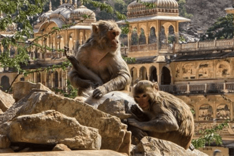 Jaipur: Privat sightseeingtur med aptemplet (Galtaji)