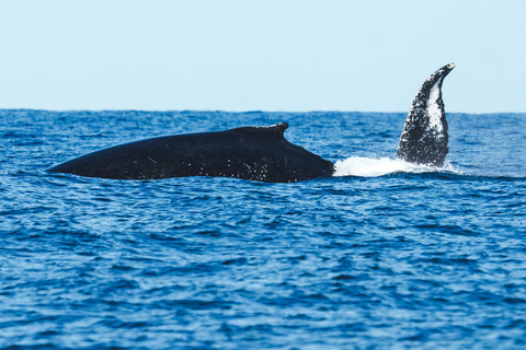 The Rio´s Ultimate Whale Whatching Experience THE RIO´S ULTIMATE WHALE WHATCHING