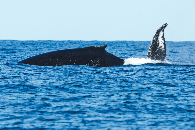 The Rio´s Ultimate Whale Whatching Experience THE RIO´S ULTIMATE WHALE WHATCHING