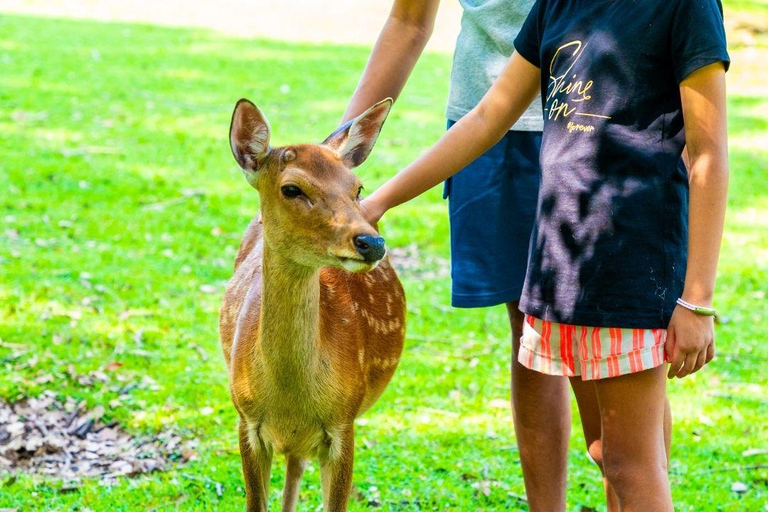 Nara: tour guiado a pie con ciervos y templos