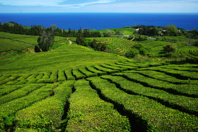 São Miguel: Furnas Half-Day Tour