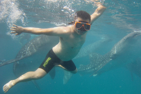 Dumaguete: Oslob Whale Watching Tour with the ruins sidetrip Pick-up outside Dumaguete only