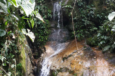 Observação de pássaros TUDO incluído - De Medellín