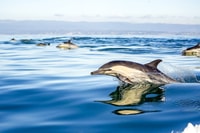 Gibraltar, Dolphin Watch Cruise e Cable Car Combo Fast Track - Housity