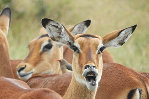 Private Nairobi National Park Drive in 4*4 landcruiser