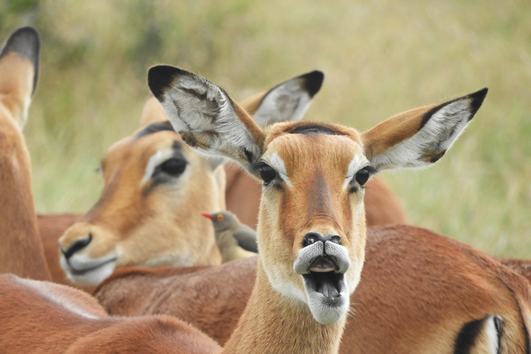 Private Nairobi National Park Drive in 4*4 landcruiser