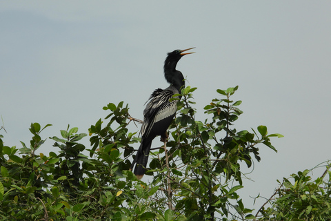 Cartagena: Excursão privada de observação de aves no Canal del dique