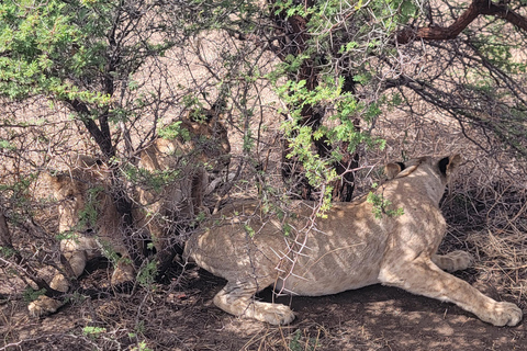 3-days 2-nights Zanzibar to Mikumi Safari wildlife-bye Boat