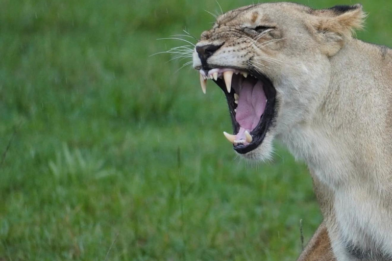 Kigali: 4-Day Rwanda Safari &amp; Uganda Gorilla Trekking