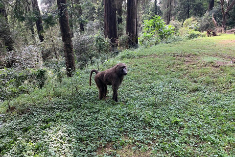 3 Days Short excursion around Addis Ababa