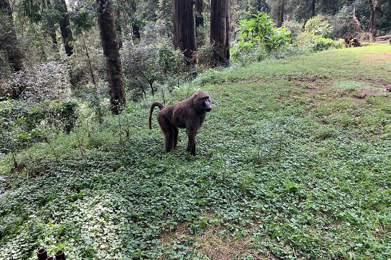 3 Days Short excursion around Addis Ababa