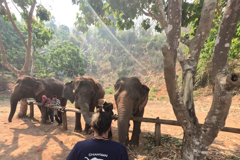 Elephant Care Essentials: Health, Happiness, And Habitat Half-day Elephant care program Morning (8am-1pm)