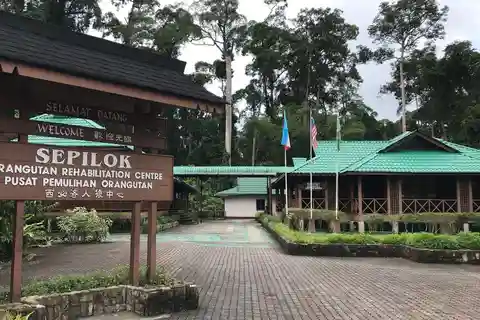 Sepilok Orangutang & Solbjørn Halvdagstur | Sandakan