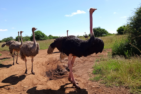 4 of the Big 5 Nairobi National Park Game Drive Nairobi National Park Half-day Game Drive