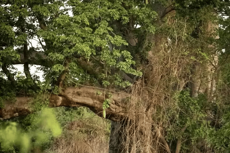 Sine Saloum: Shell Island and Bird Sanctuary