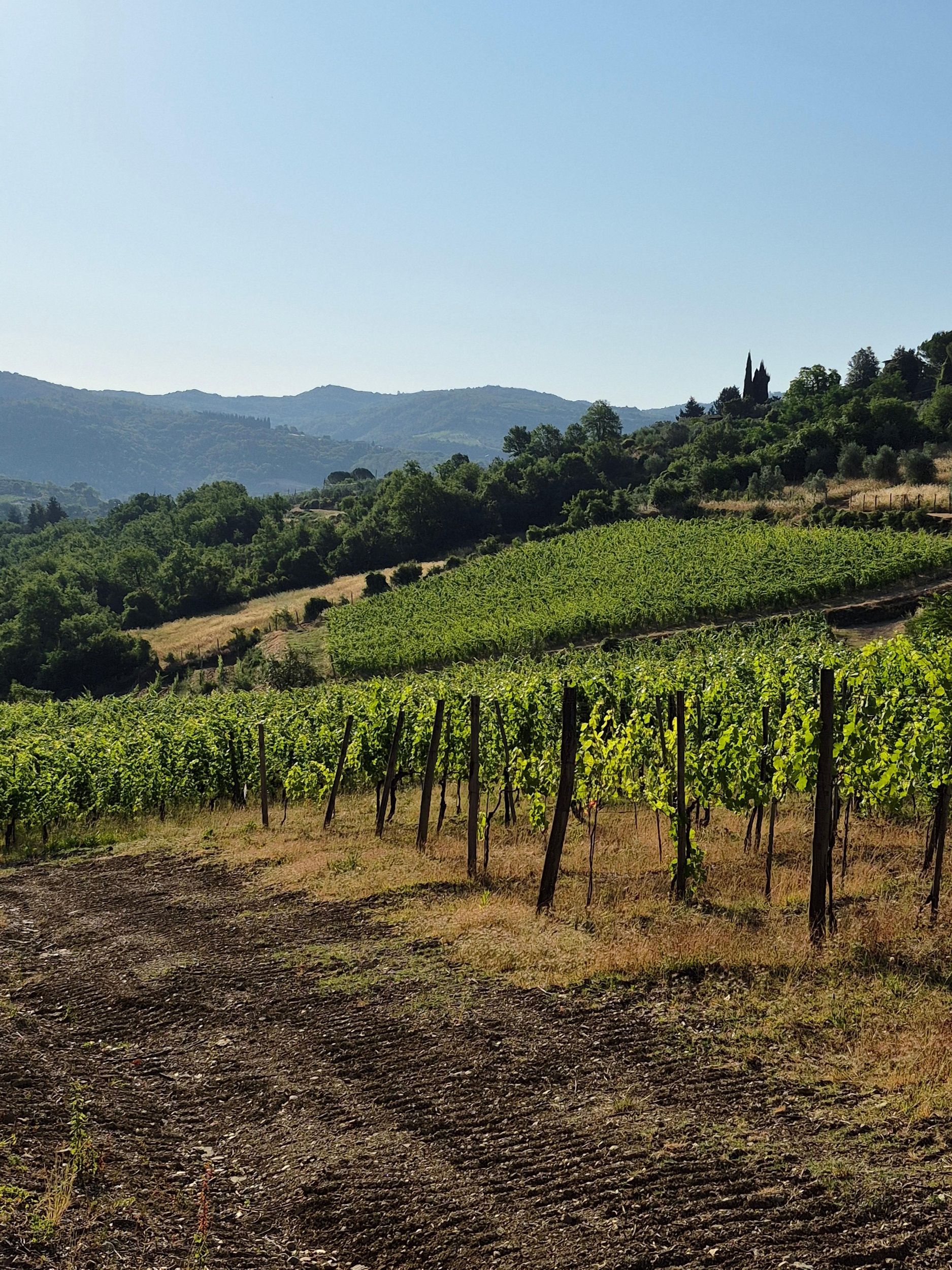 Landwirtschaftsbetrieb Le Palaie: Rundgang durch die Weinberge, Verkostung von Platten und Öl