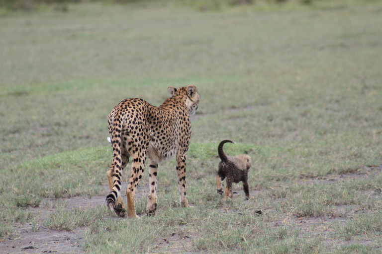 Arusha: 6-Day Safari to Tarangire, Lake Manyara, and …