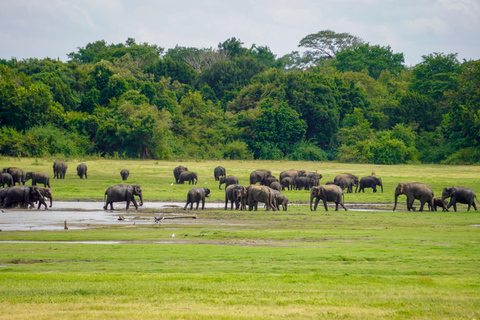 Morning Minneriya and Evening Kaudulla Full Day Safari