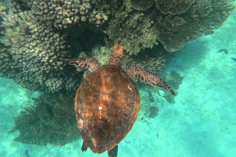 马斯喀特：在达亚马尼亚特群岛与海龟一起浮潜和皮划艇半日团体浮潜和皮划艇之旅，与海龟同行